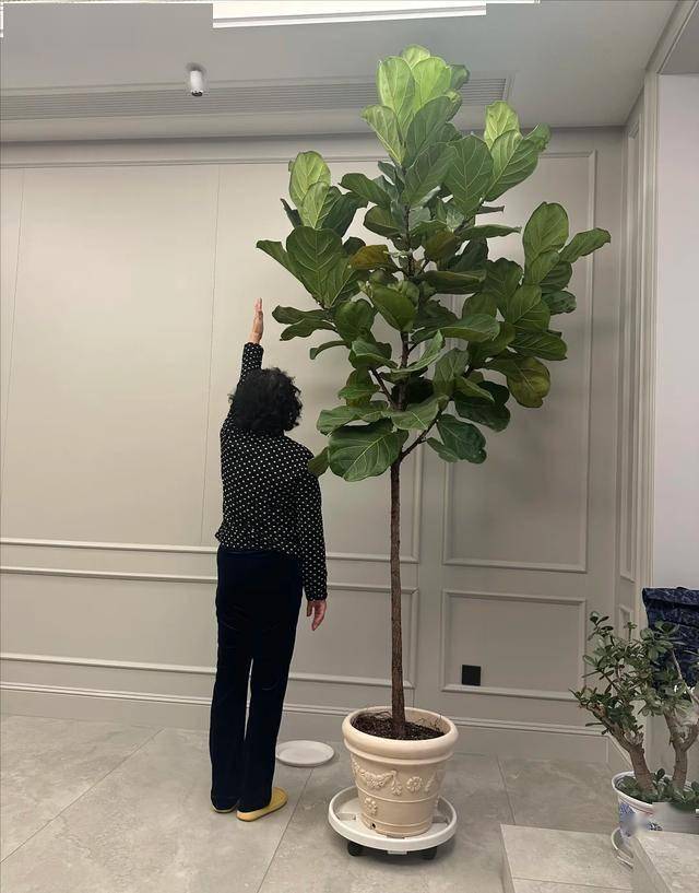 Người xưa dặn "Cây âm không vào nhà, cây dương không trồng mộ": Nghe thì tâm linh nhưng sự thật lại vô cùng khoa học! - Ảnh 2