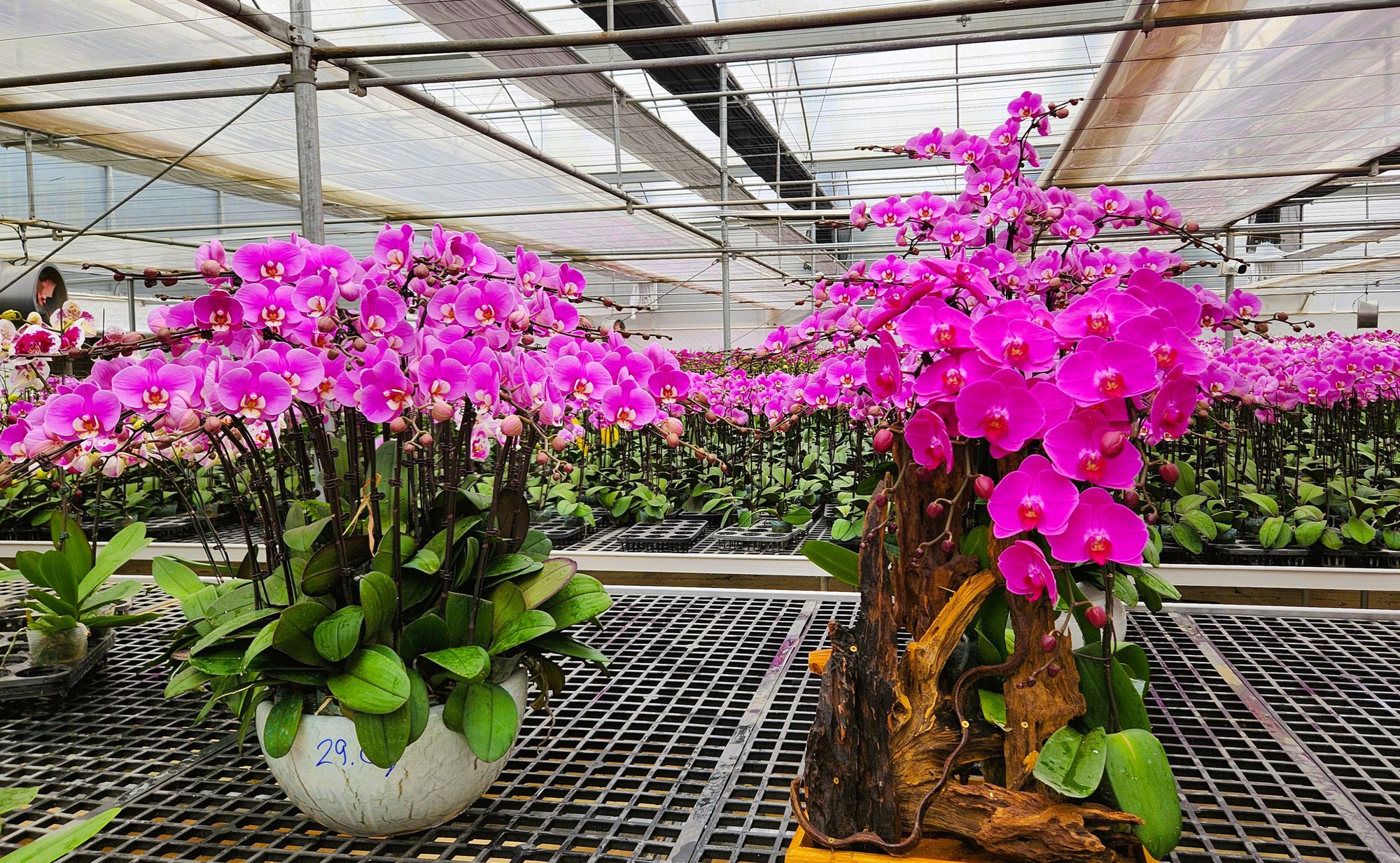 Đầu tư 10 tỉ đồng trồng loài hoa "quý tộc" bán cho người dân chơi Tết - Ảnh 11