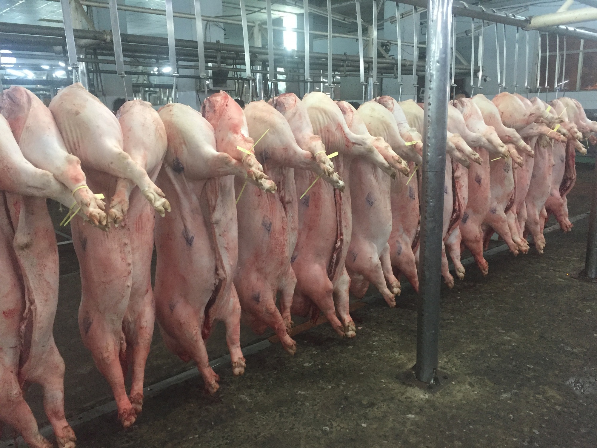 Giá heo hơi hôm nay, 13-2: Diễn biến lạ tại chợ đầu mối - Ảnh 1