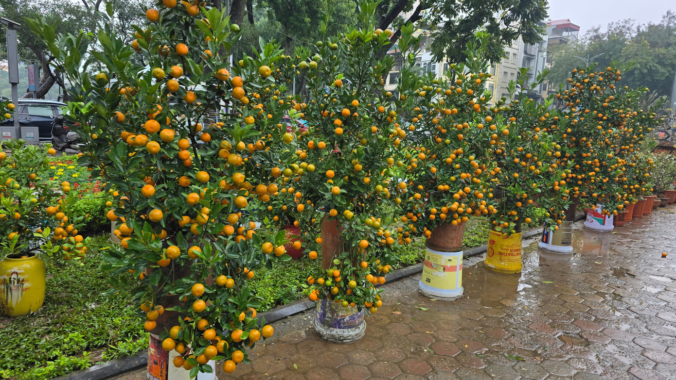 Cận Tết, phố bớt cây cảnh tràn đường, chợ hoa Hà Nội vẫn vắng khách - Ảnh 4