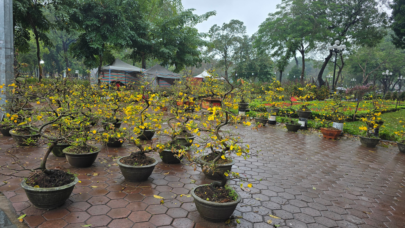 Cận Tết, phố bớt cây cảnh tràn đường, chợ hoa Hà Nội vẫn vắng khách - Ảnh 3