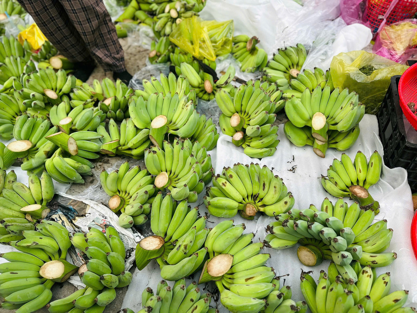 'Cháy hàng' chuối xanh lộc tài 700.000/nải - Ảnh 3