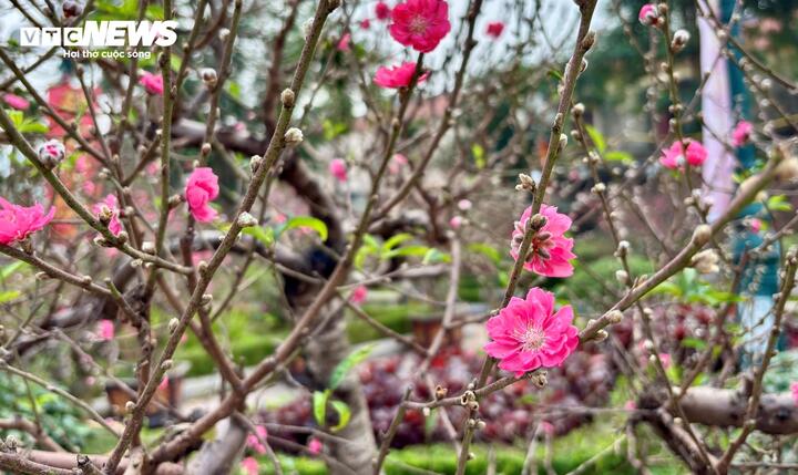 "Cụ" đào trăm năm tuổi, giá thuê 120 triệu đồng giữa phố Hà Nội - Ảnh 10