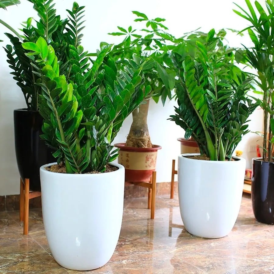 Tết Ngựa 2026: 3 cây nên đặt trong nhà để vạn sự hanh thông, tài lộc không cầu mà tự đắc - Ảnh 1