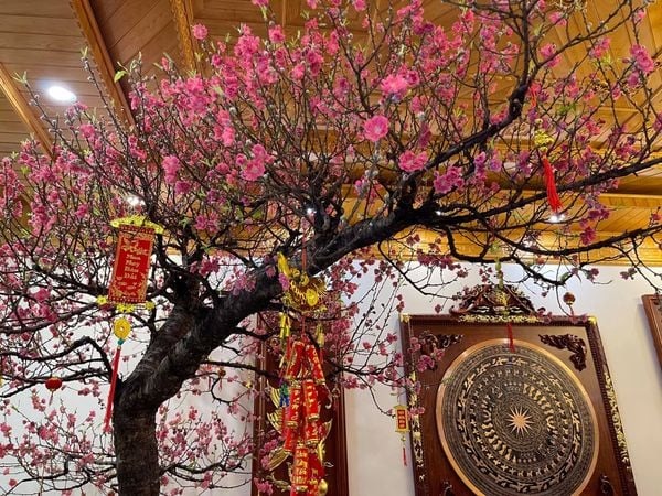 Tết Ngựa 2026: 3 cây nên đặt trong nhà để vạn sự hanh thông, tài lộc không cầu mà tự đắc - Ảnh 3