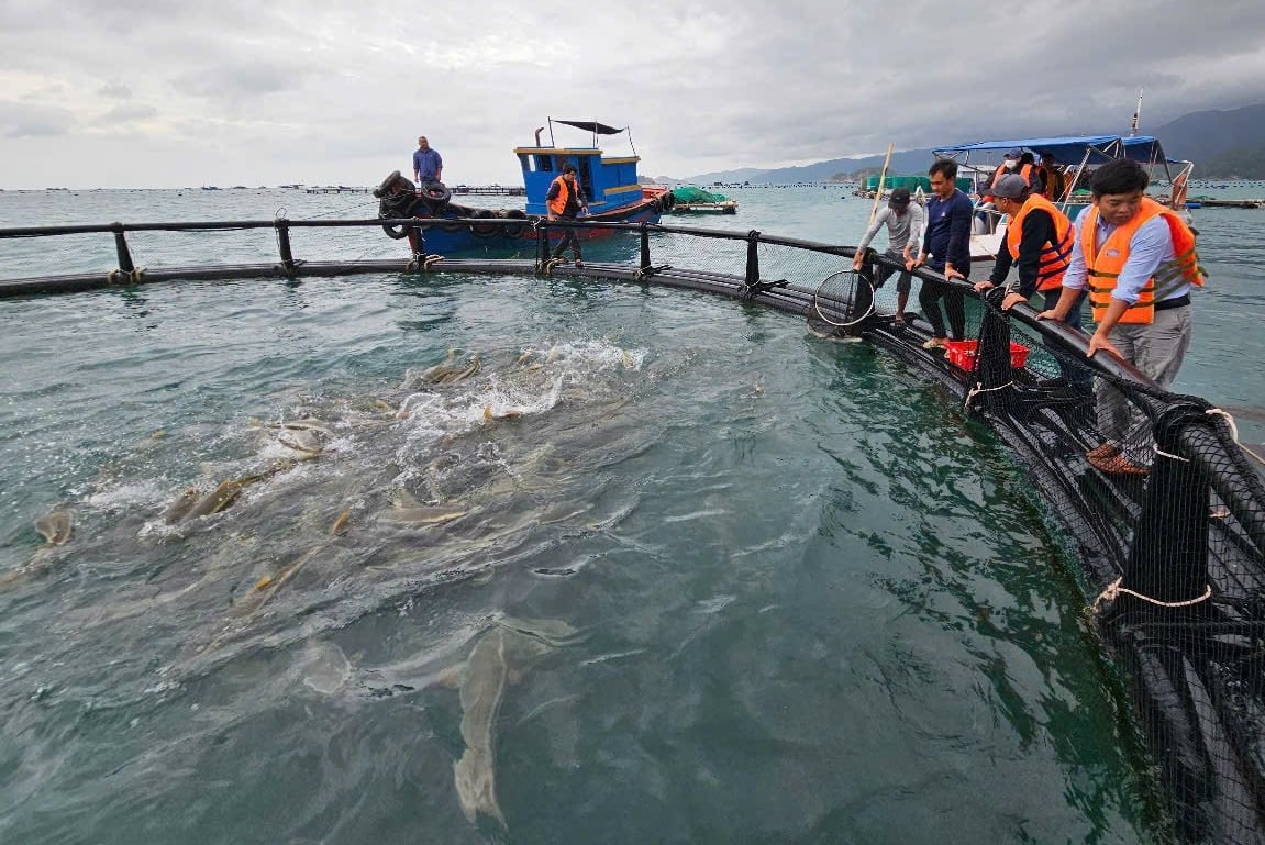 Dùng chiếc lồng kỳ diệu, ngư dân nuôi cá mú lãi gấp 3 lần, hàng trăm triệu đổ về túi - Ảnh 4