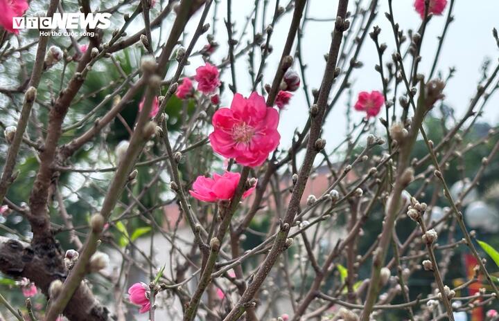 "Cụ" đào trăm năm tuổi, giá thuê 120 triệu đồng giữa phố Hà Nội - Ảnh 12