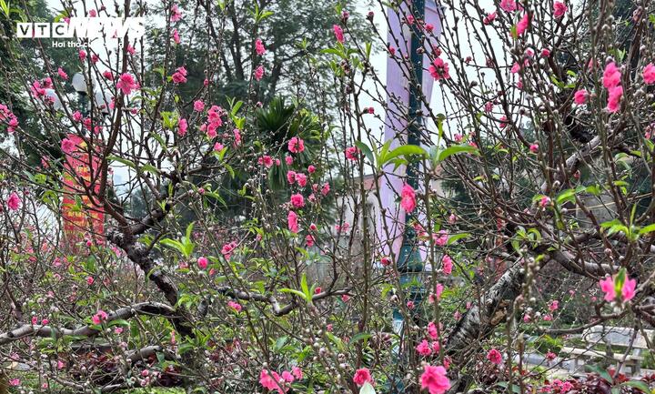 "Cụ" đào trăm năm tuổi, giá thuê 120 triệu đồng giữa phố Hà Nội - Ảnh 11