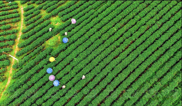 Địa phương miền núi của Việt Nam có chè ngon nức tiếng, giá trên 100 triệu đồng/kg - Ảnh 2