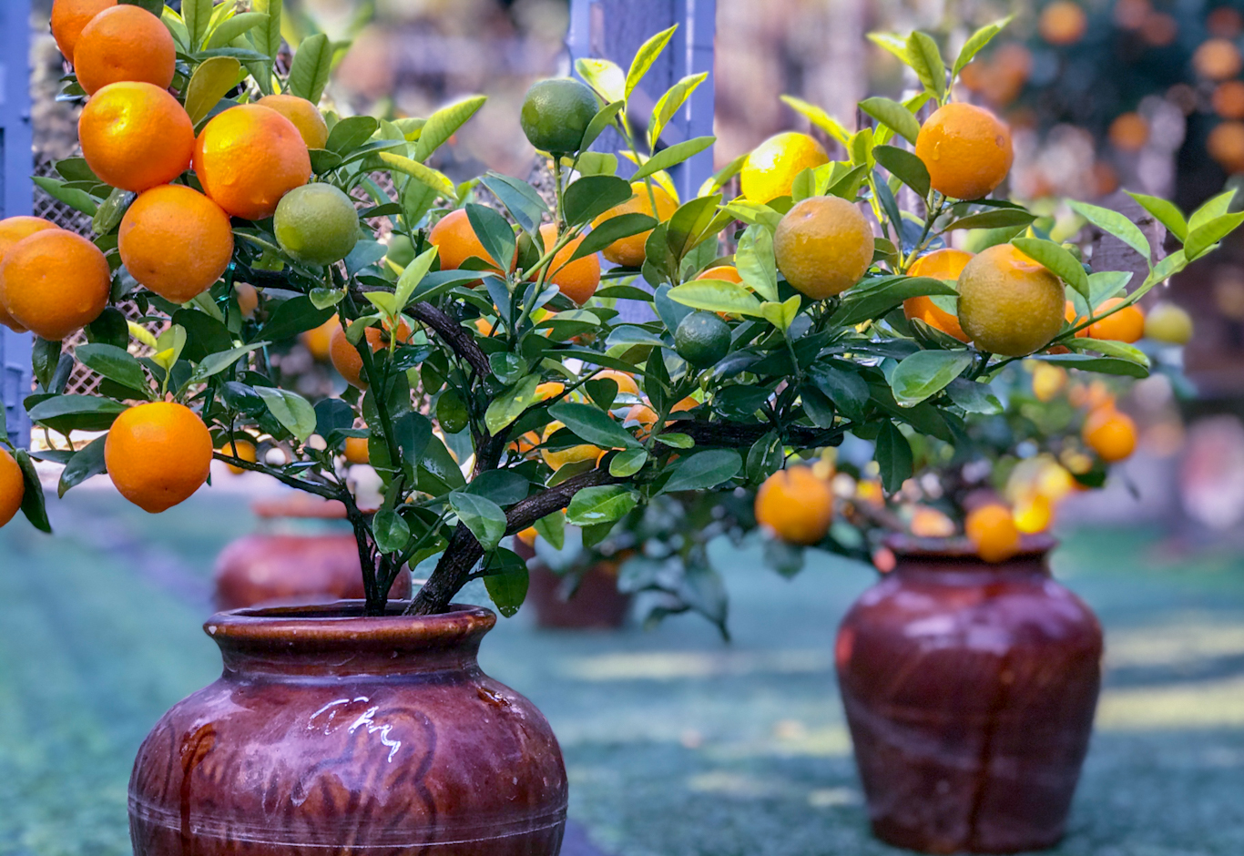 5 loại cây nên trồng trong nhà vào ngày vía Thần Tài - Ảnh 1