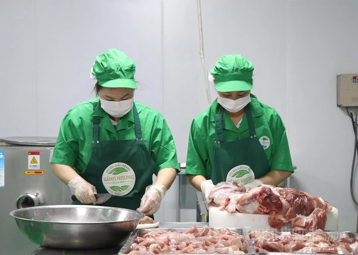 Giám đốc ở Tuyên Quang cho một thứ đặc biệt vào thức ăn nuôi heo, giúp HTX lọt top 10 doanh thu chăn nuôi cả nước - Ảnh 2