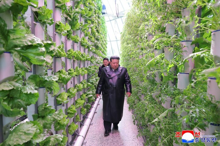 Ảnh hiếm trang trại nhà kính lớn nhất Triều Tiên - Ảnh 6