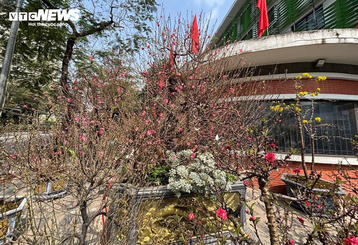 "Cụ" đào trăm năm tuổi, giá thuê 120 triệu đồng giữa phố Hà Nội - Ảnh 1