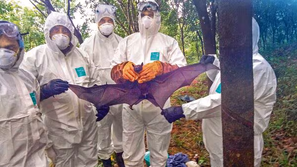 WHO xác nhận một trường hợp tử vong do virus Nipah - Ảnh 1