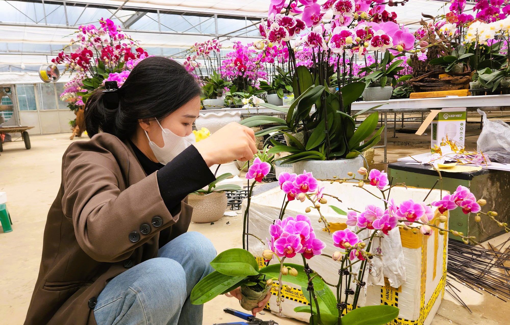 Đầu tư 10 tỉ đồng trồng loài hoa "quý tộc" bán cho người dân chơi Tết - Ảnh 15