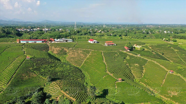 Địa phương miền núi của Việt Nam có chè ngon nức tiếng, giá trên 100 triệu đồng/kg - Ảnh 1