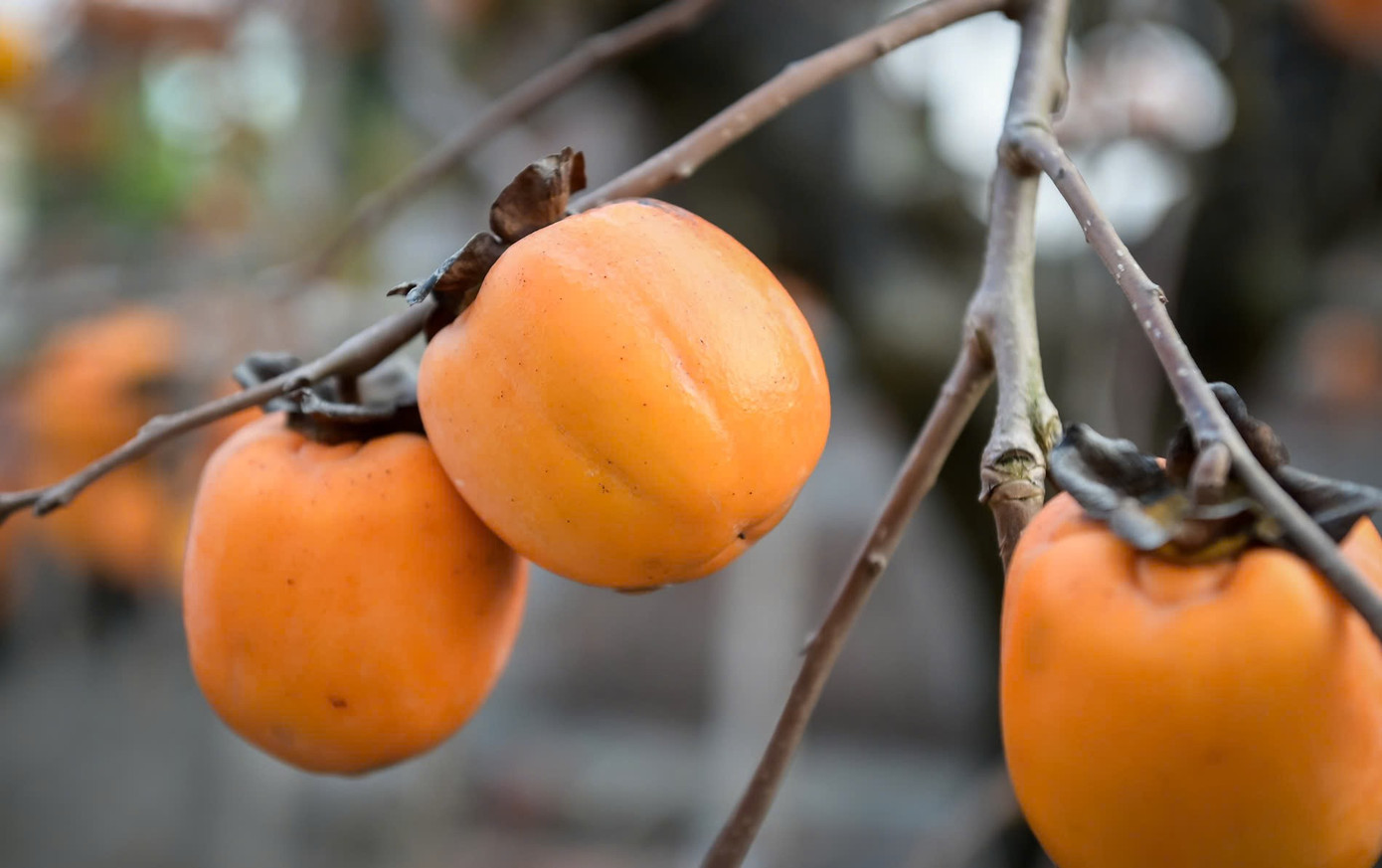 ‘Báu vật’ giữa vườn hồng cổ được trả nửa tỷ nhưng chủ không bán - Ảnh 5