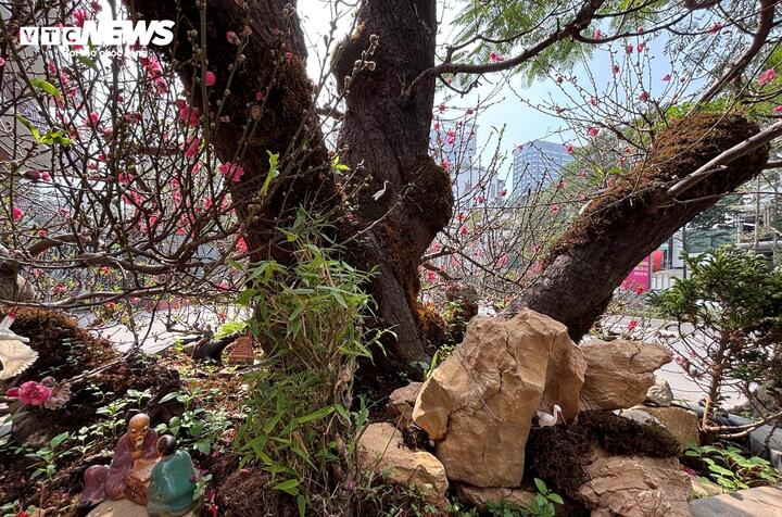 "Cụ" đào trăm năm tuổi, giá thuê 120 triệu đồng giữa phố Hà Nội - Ảnh 2