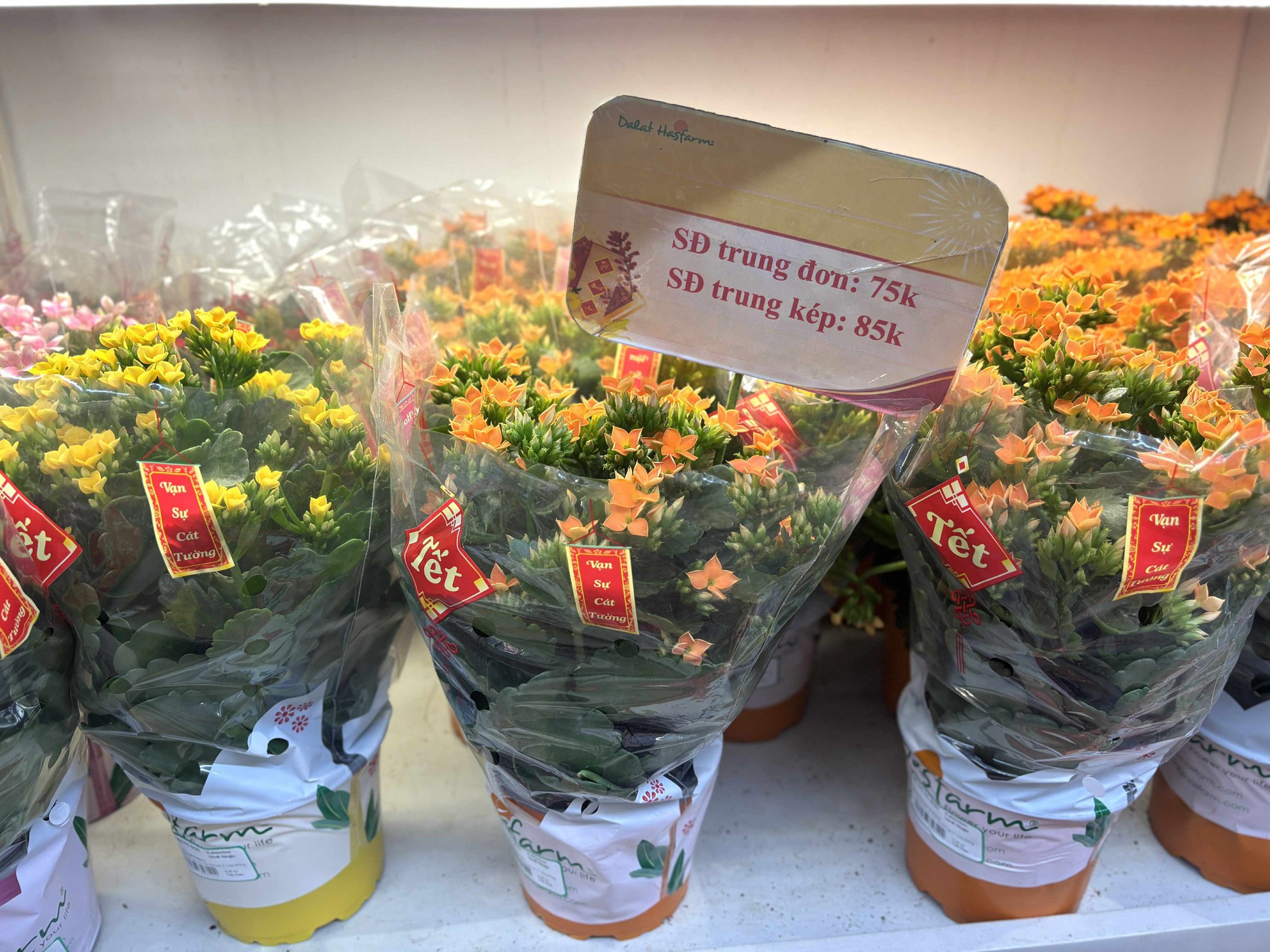 Cập nhật giá cả hoa ngày 28 Tết: Tuyết mai rẻ bất ngờ, cúc đẹp “đỉnh cao”, mộc lan trở thành hot trend - Ảnh 5