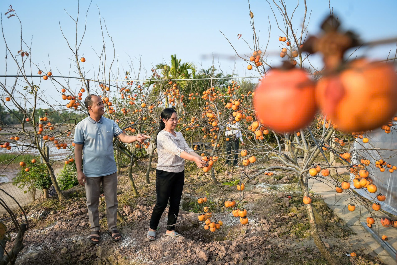 ‘Báu vật’ giữa vườn hồng cổ được trả nửa tỷ nhưng chủ không bán - Ảnh 6