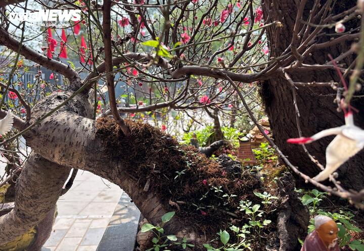 "Cụ" đào trăm năm tuổi, giá thuê 120 triệu đồng giữa phố Hà Nội - Ảnh 3