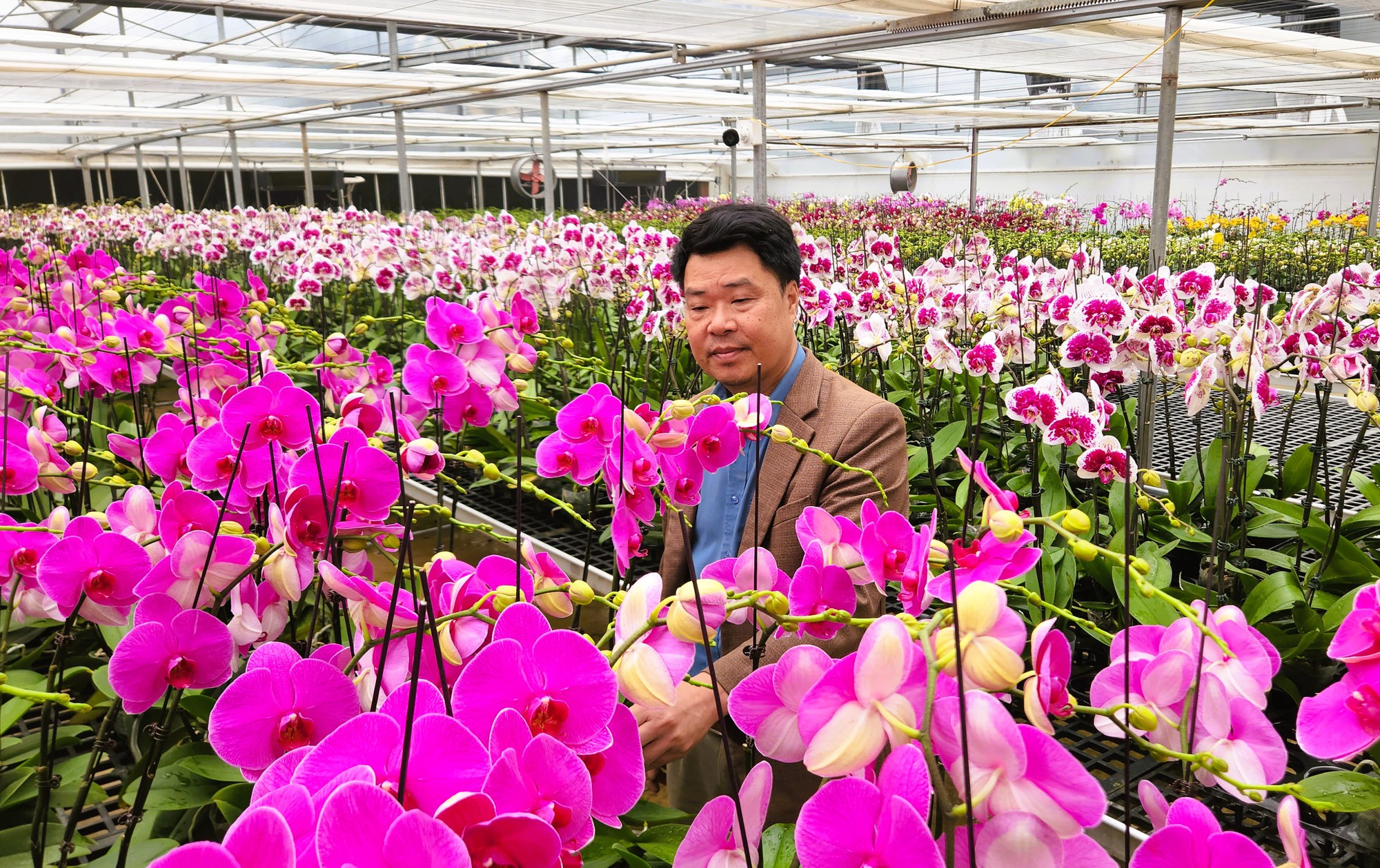 Đầu tư 10 tỉ đồng trồng loài hoa "quý tộc" bán cho người dân chơi Tết - Ảnh 1