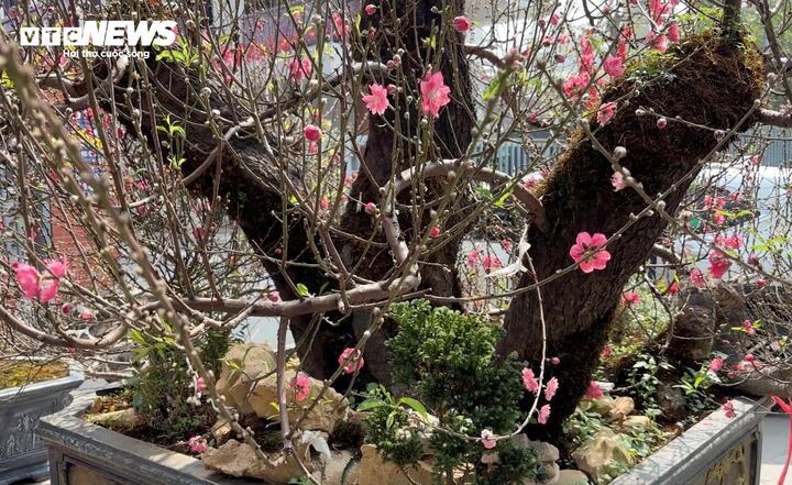 "Cụ" đào trăm năm tuổi, giá thuê 120 triệu đồng giữa phố Hà Nội - Ảnh 4