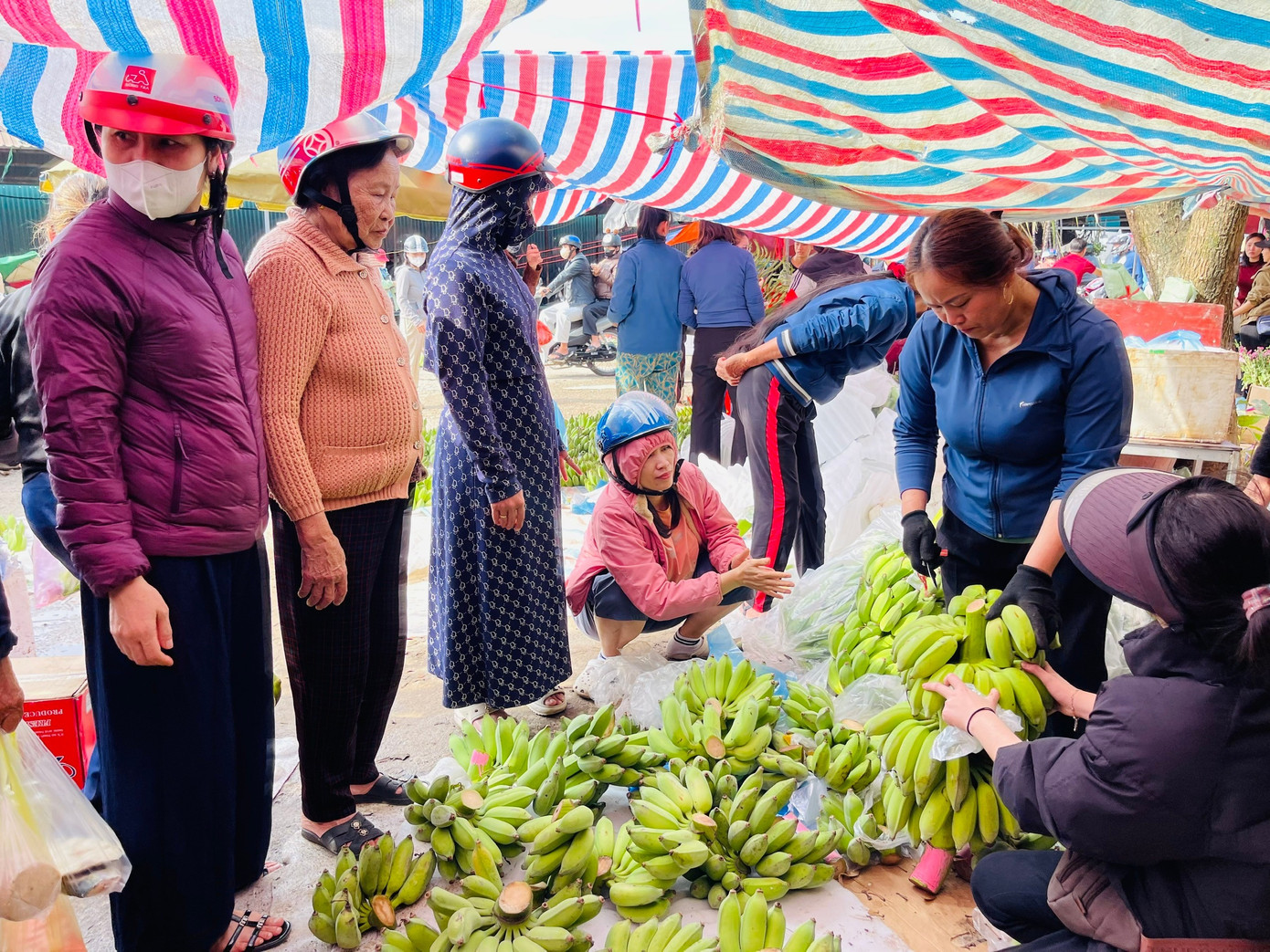 'Cháy hàng' chuối xanh lộc tài 700.000/nải - Ảnh 1