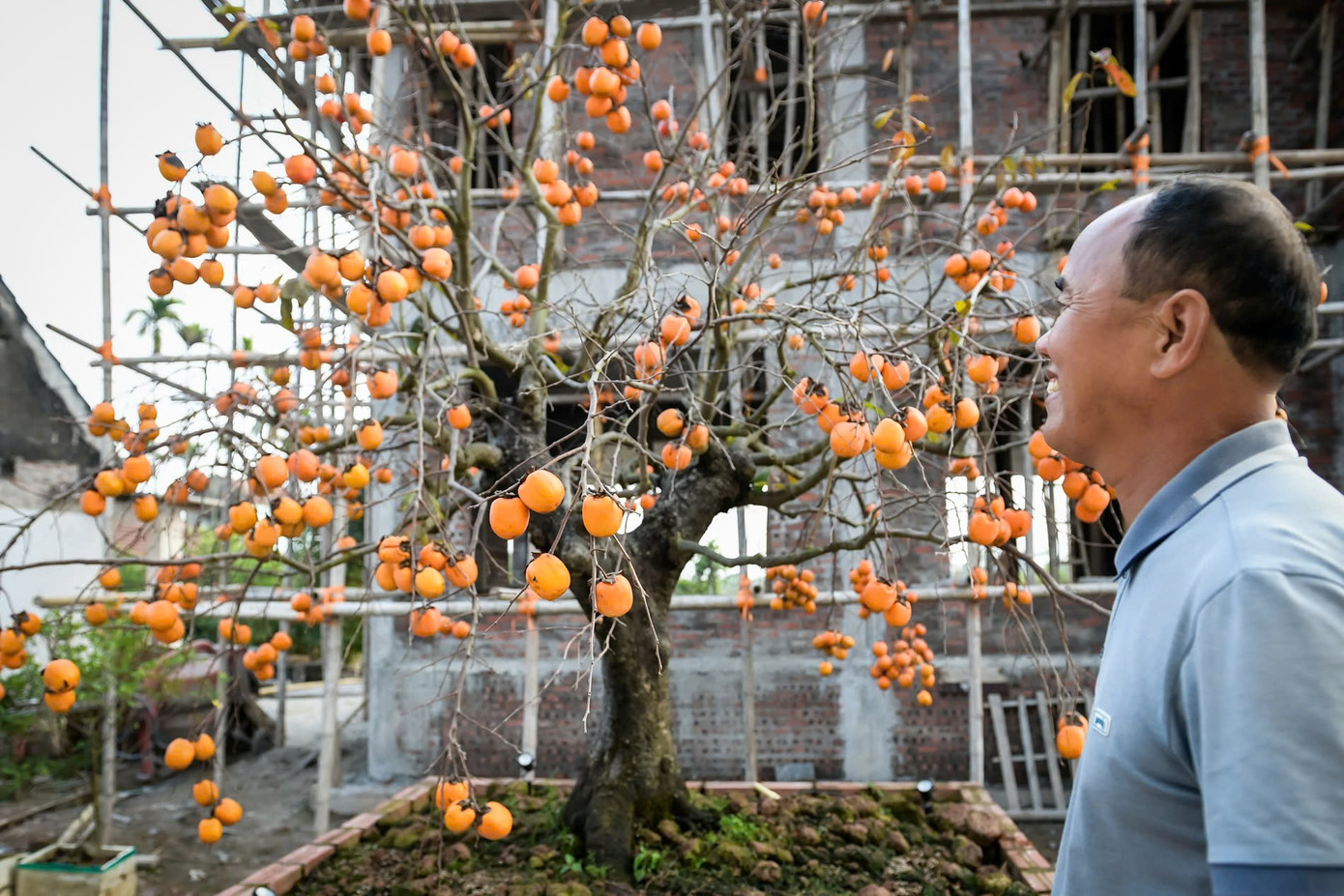 ‘Báu vật’ giữa vườn hồng cổ được trả nửa tỷ nhưng chủ không bán - Ảnh 4