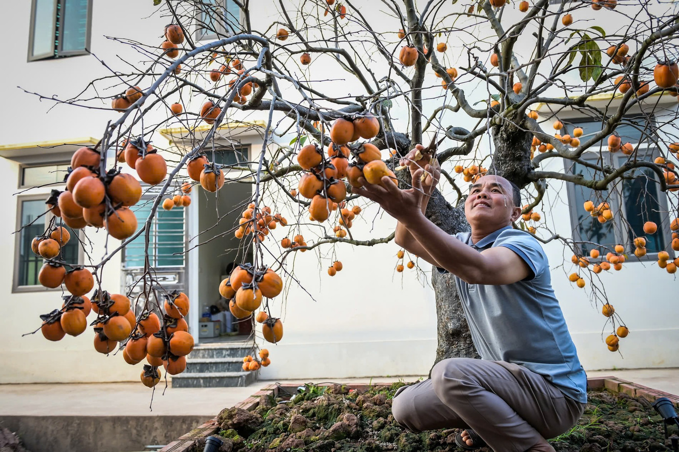 ‘Báu vật’ giữa vườn hồng cổ được trả nửa tỷ nhưng chủ không bán - Ảnh 1