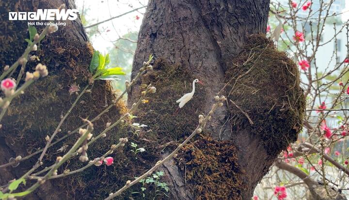 "Cụ" đào trăm năm tuổi, giá thuê 120 triệu đồng giữa phố Hà Nội - Ảnh 5