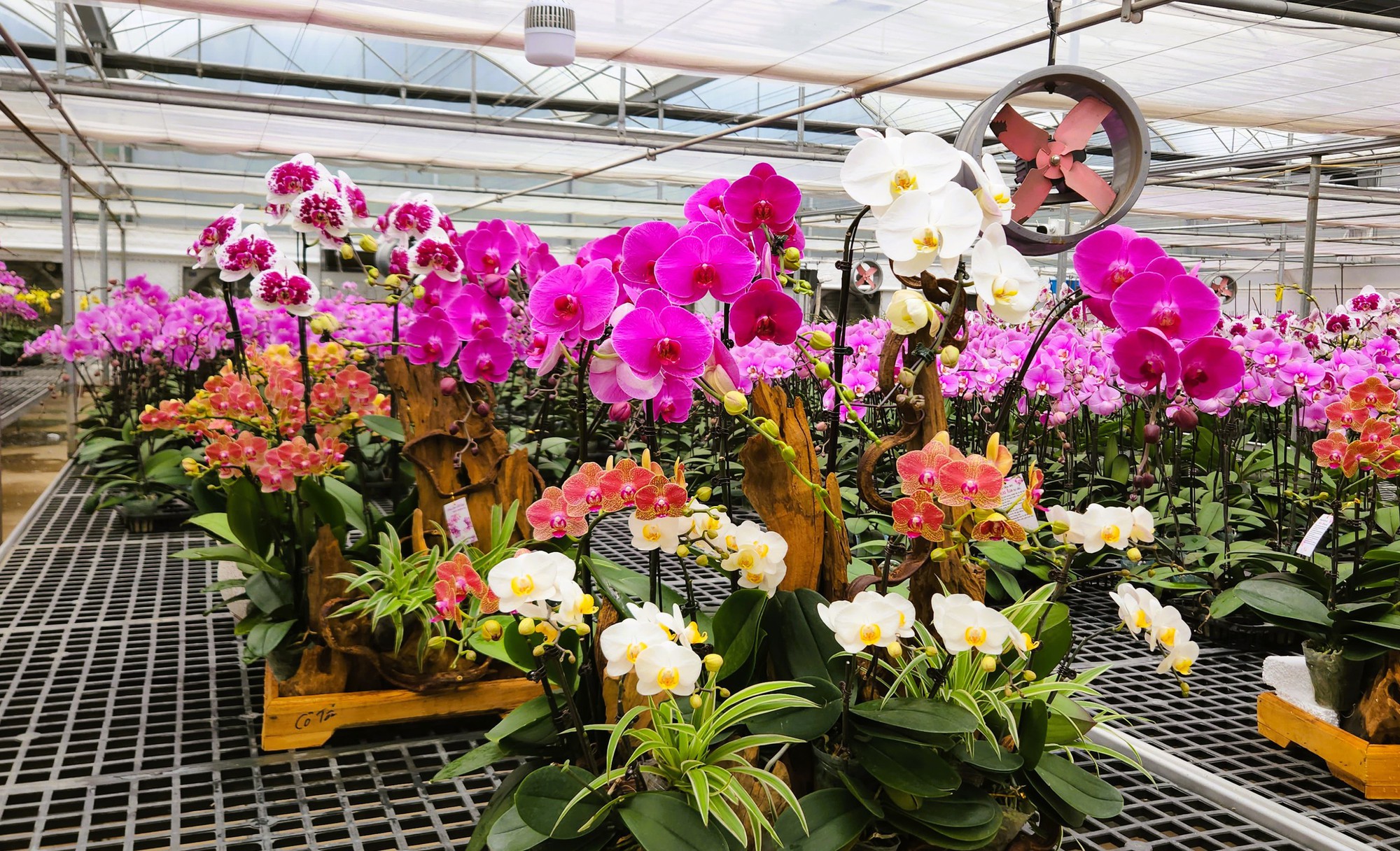 Đầu tư 10 tỉ đồng trồng loài hoa "quý tộc" bán cho người dân chơi Tết - Ảnh 12