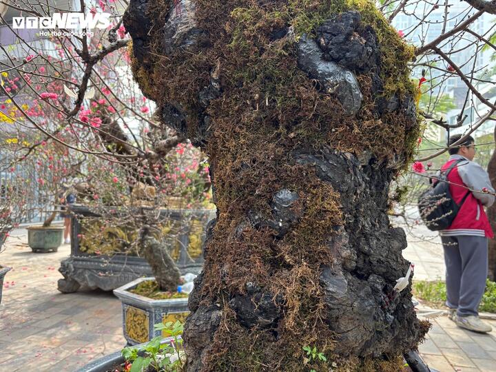 "Cụ" đào trăm năm tuổi, giá thuê 120 triệu đồng giữa phố Hà Nội - Ảnh 6