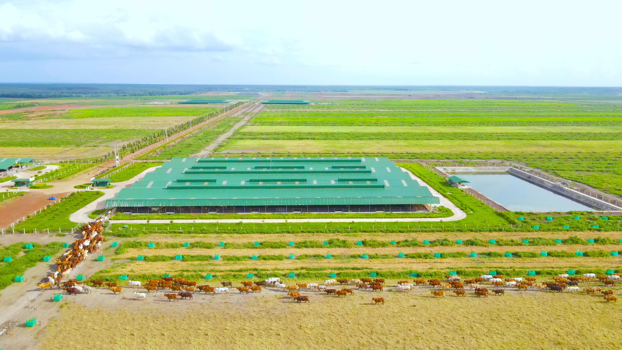 Bán 90.000 xe ô tô, nuôi 155.000 con bò, THACO của tỷ phú Trần Bá Dương nộp ngân sách hơn 21.000 tỷ trong năm 2025 - Ảnh 3