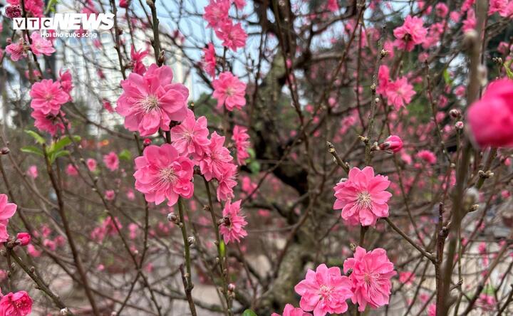 "Cụ" đào trăm năm tuổi, giá thuê 120 triệu đồng giữa phố Hà Nội - Ảnh 7