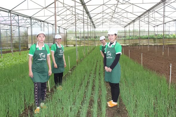 Chàng trai bỏ phố về quê trồng rau, doanh thu gần 20 tỷ/năm, cung ứng cho loạt siêu thị lớn như Co.opmart, VinMart, Aeon - Ảnh 3