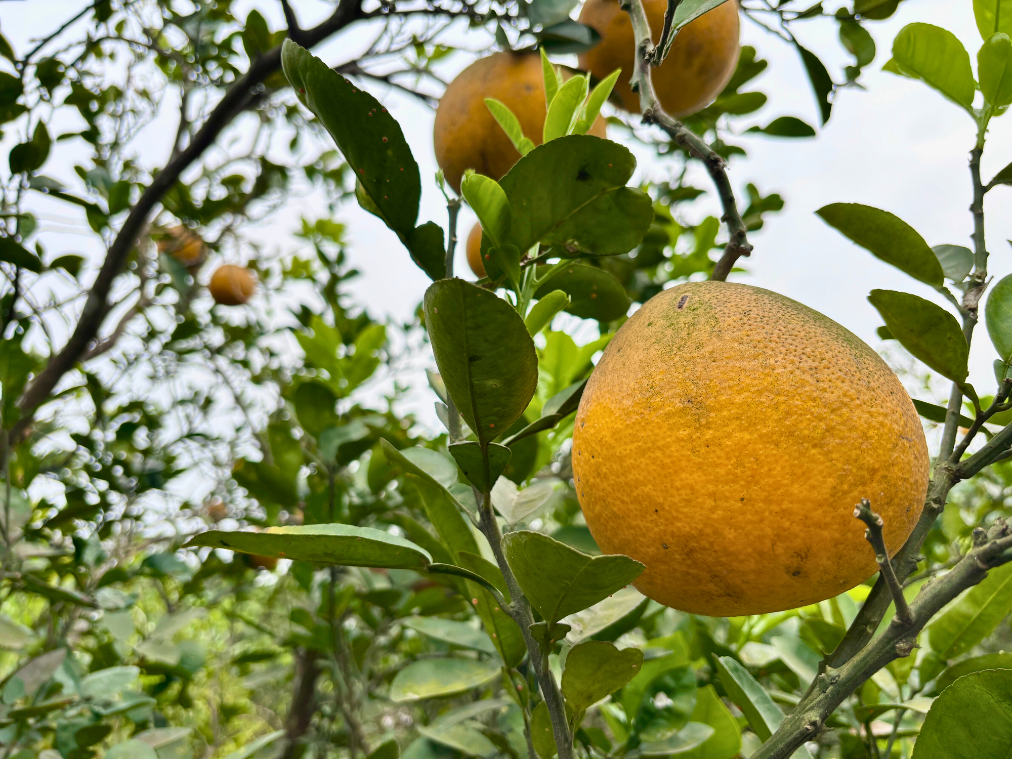 Vườn bưởi Diễn hối hả thu hoạch chuẩn bị Tết Nguyên đán - Ảnh 3