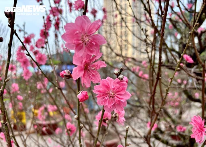 "Cụ" đào trăm năm tuổi, giá thuê 120 triệu đồng giữa phố Hà Nội - Ảnh 8