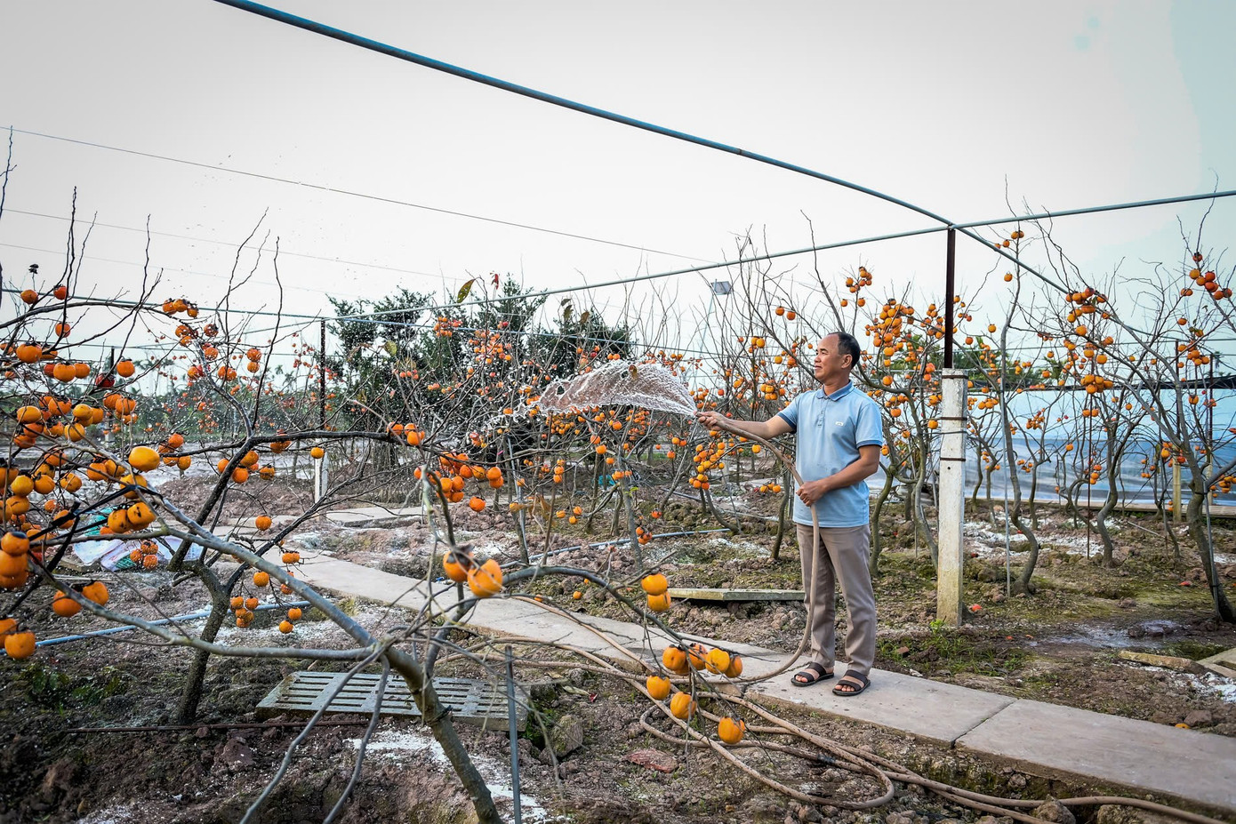 ‘Báu vật’ giữa vườn hồng cổ được trả nửa tỷ nhưng chủ không bán - Ảnh 7