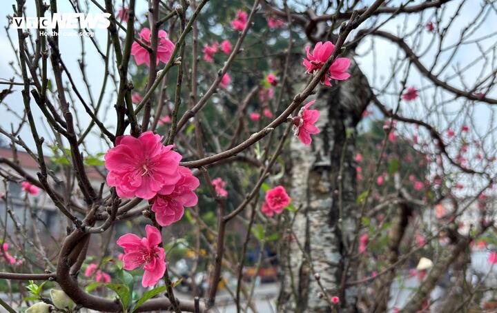 "Cụ" đào trăm năm tuổi, giá thuê 120 triệu đồng giữa phố Hà Nội - Ảnh 9