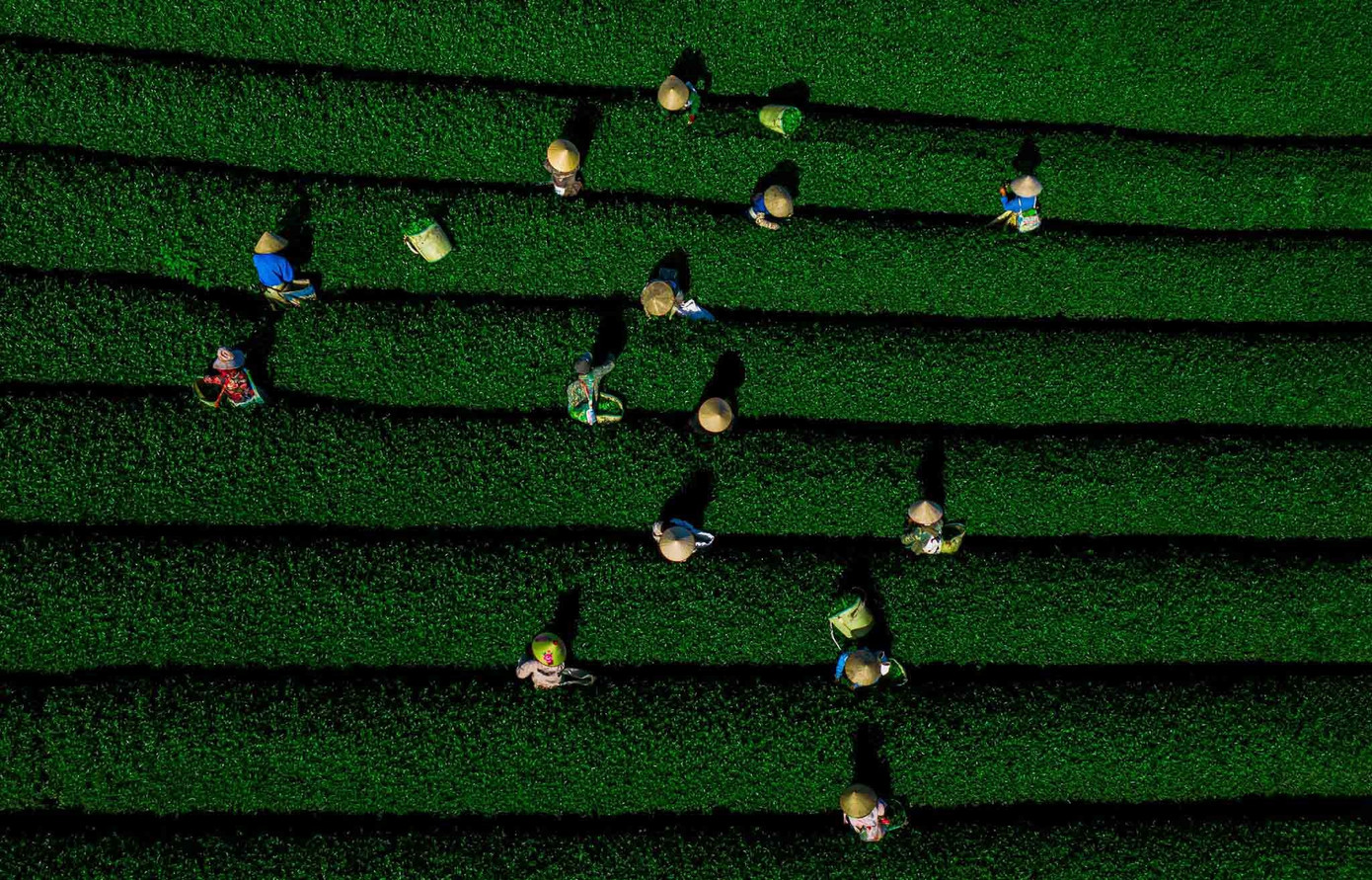 Mê mẩn đồi chè Mộc Châu mùa xuân - Ảnh 7