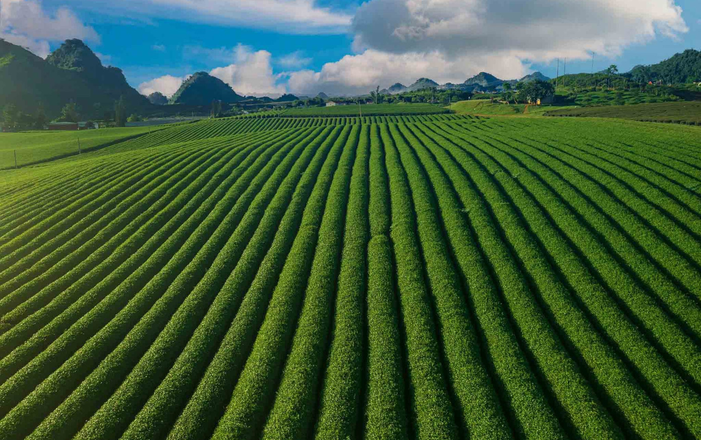 Mê mẩn đồi chè Mộc Châu mùa xuân - Ảnh 9