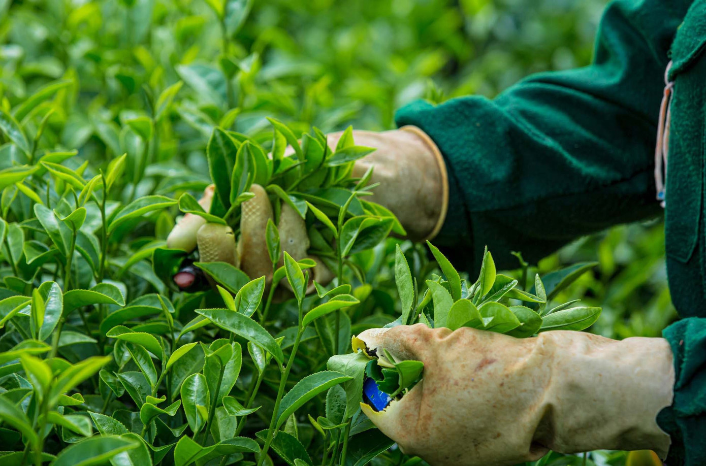 Mê mẩn đồi chè Mộc Châu mùa xuân - Ảnh 8