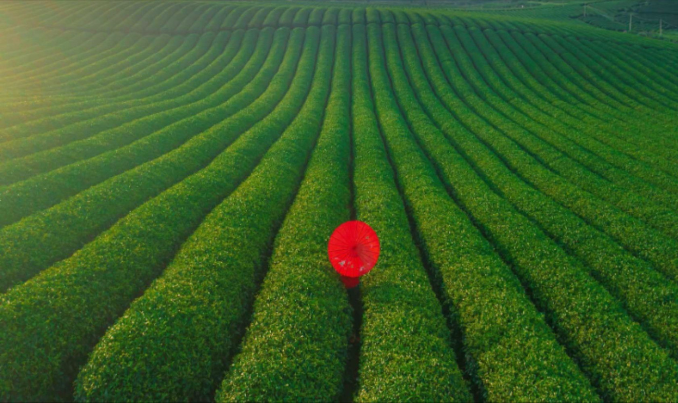 Mê mẩn đồi chè Mộc Châu mùa xuân - Ảnh 5