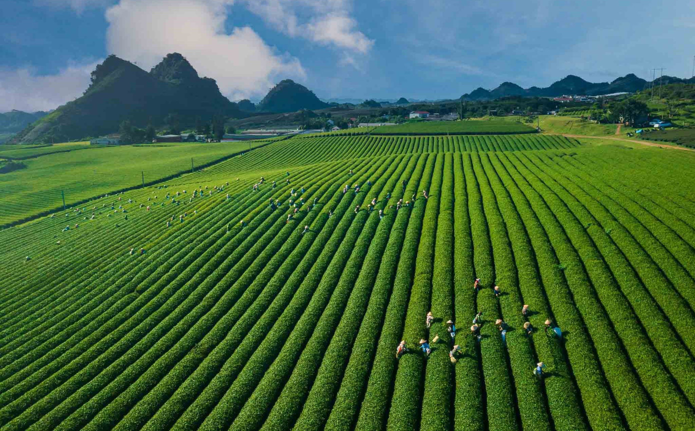 Mê mẩn đồi chè Mộc Châu mùa xuân - Ảnh 3