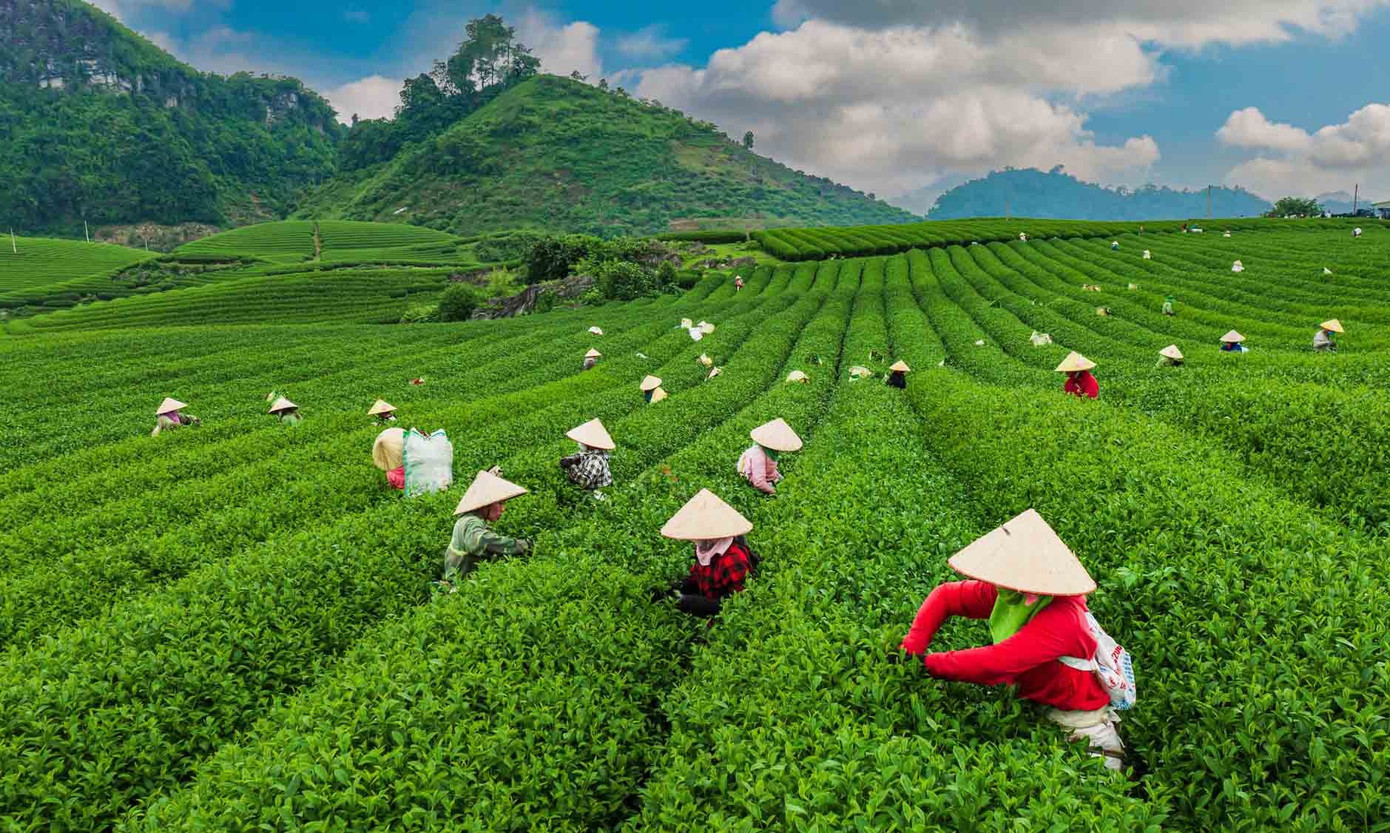 Mê mẩn đồi chè Mộc Châu mùa xuân - Ảnh 6