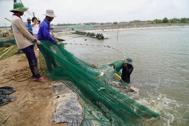 Bỏ nuôi tôm, lão nông miền Tây thu hàng trăm tỷ nhờ "thế thân" bằng loại cá nước lợ - Ảnh 1