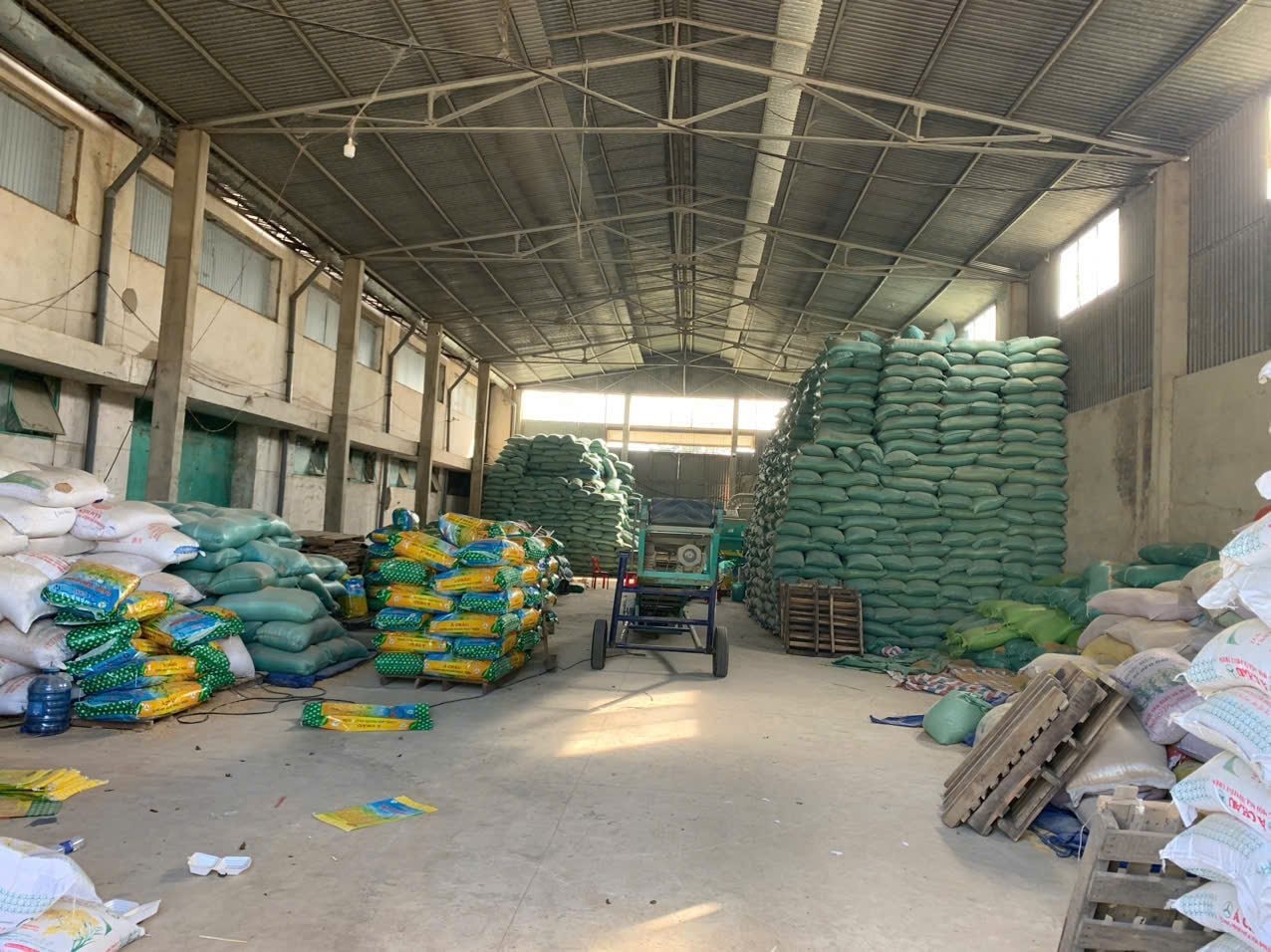 Phát hiện đối tượng sản xuất hơn 200 tấn lúa giống giả ST24, ST25 - Ảnh 1