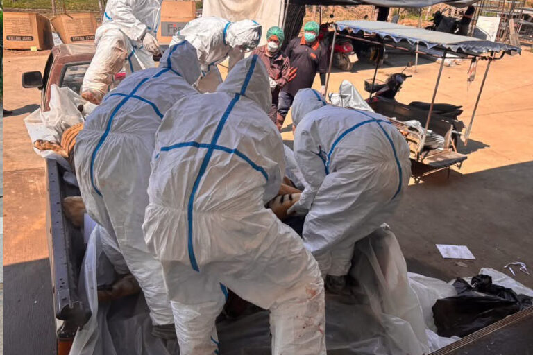 72 con hổ chết vì dịch bệnh tại Thái Lan, 108 người từng tiếp xúc đang được theo dõi sức khỏe - Ảnh 2