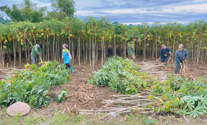 Không phải gạo hay sầu riêng, 'vàng dưới lòng đất' của Việt Nam được Trung Quốc săn lùng đến 94%: Giá xuất khẩu lao dốc mạnh, nước ta sản xuất 18 triệu tấn mỗi năm - Ảnh 1